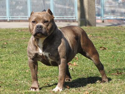 Berisso: Un pitbull ingresó a un domicilio, mató a otro perro y la policía lo baleó