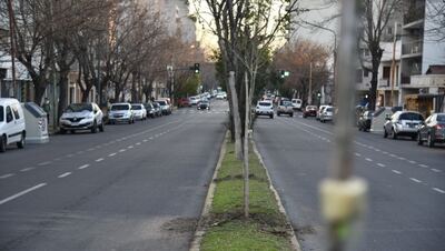 La Plata: Se completa la forestación en la rambla de avenida 60