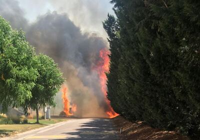 Bahía Blanca: Se produjo un incendio en la zona boscosa de La Reserva