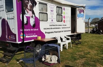 Necochea: Se realizará una nueva jornada de castración masiva de perros y gatos