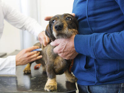 Berisso: El Móvil Veterinario llega al barrio Nueva York