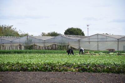 La Plata: Relevarán a productores del cordón florihortícola para fortalecer el desarrollo local