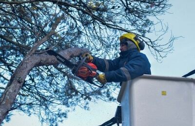 Mar del Plata: EMSUR realizó cerca de 2 mil intervenciones de poda y asistencia ante emergencias