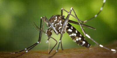 La Costa: Despliegan operativos de prevención contra el dengue