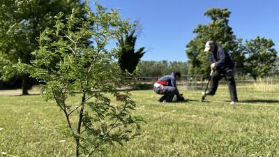Olavarria: Se realizó una Plantación Forestal en el Parque Municipal La Isla