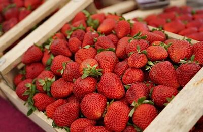 La Plata: Meridiano V se prepara para la Fiesta de la Frutilla
