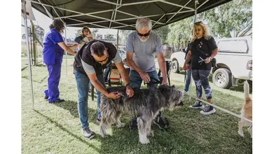 Mar del Plata: El Municipio realizó 13.471 esterilizaciones y rescató a 253 animales de maltrato y abandono en 2025