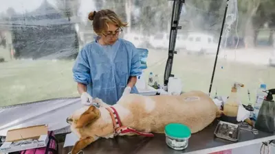 Mar del Plata: Nuevas ubicaciones de los quirófanos móviles para animales