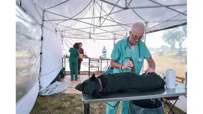 Mar del Plata: Nuevas ubicaciones de los quirófanos móviles para animales