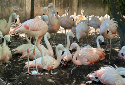 La Plata: Nacen siete flamencos en el Bioparque