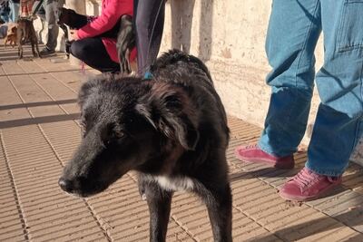 Necochea: Este sábado hay jornada gratuita de castración de mascotas en el CAPS Estación Quequén