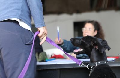 La Plata: Nuevas jornadas gratuitas de vacunación veterinaria en Altos de San Lorenzo y Olmos