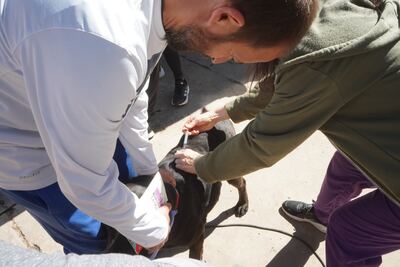 La Plata: Nuevas jornadas de vacunación veterinaria gratuita en Olmos