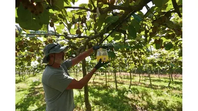 Mar del Plata: Continúan los trabajos para fortalecer el control sanitario del kiwi