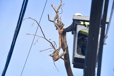 La Plata: Disponen cortes por tareas de mantenimiento del arbolado en calle 61