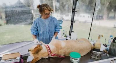 Mar del Plata: Los quirófanos veterinarios continúan recorriendo los barrios