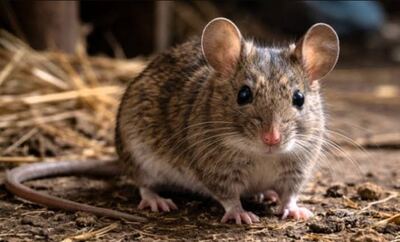 Tres Arroyos: Alerta sanitaria por nuevo caso de hantavirus