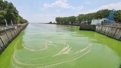 Alerta Naranja por cianobacterias en 17 municipios bonaerenses