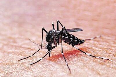 Bahía Blanca: Campaña de Prevención del Dengue en barrio Villa Rosario