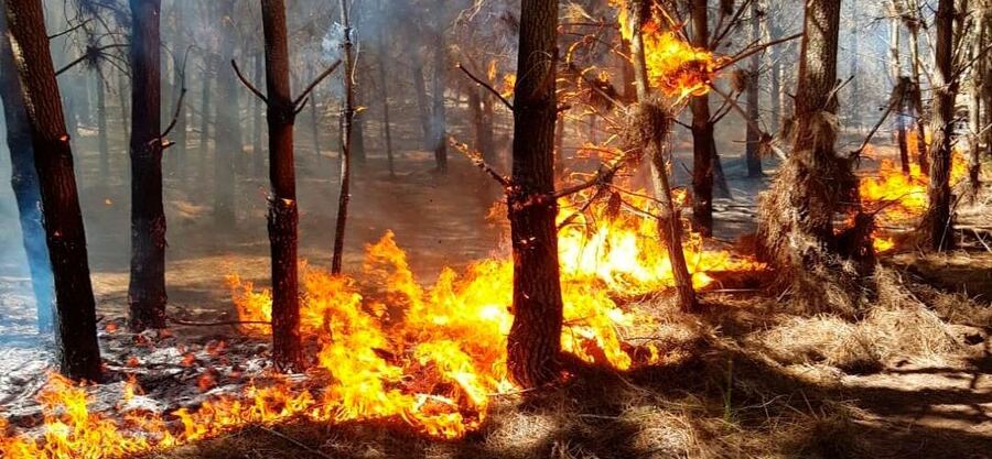 Los bomberos voluntarios de Pinamar combaten incendio en los bosques de la localidad costera