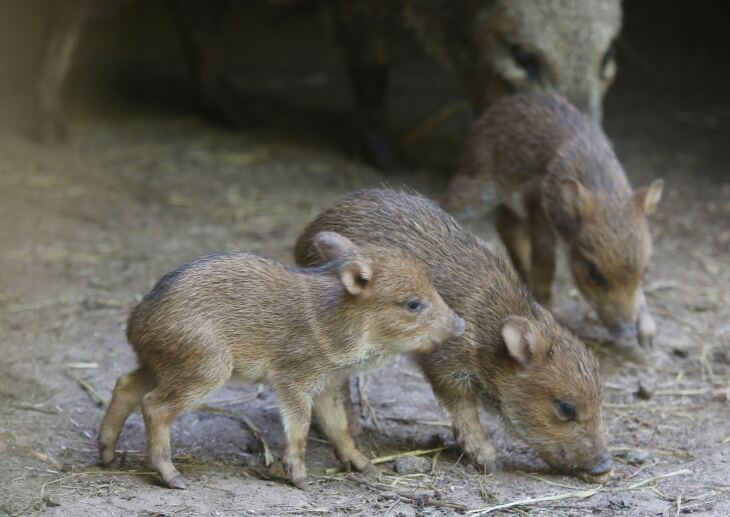 La Plata: Nacieron tres ejemplares de pecarí de collar en el Bioparque