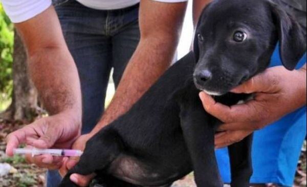 La Plata: La vacunación antirrábica y desparasitación gratuita para perros y gatos llega a City Bell