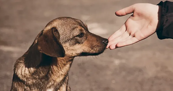 Brandsen: Planean realizar un censo de animales domésticos en el distrito
