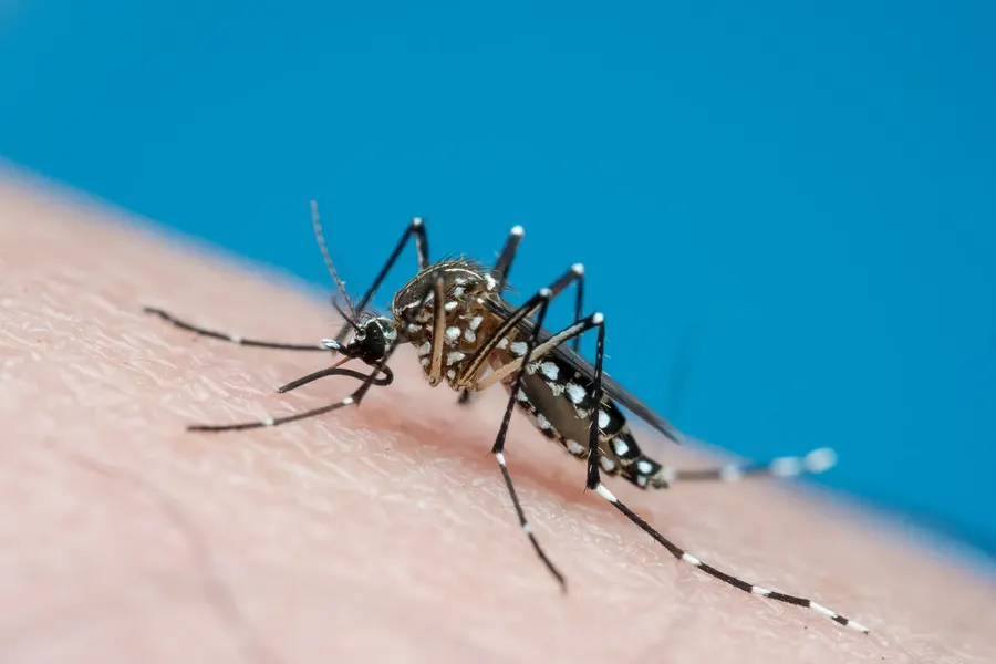 Dengue: Hay 13 municipios bonaerenses con brotes declarados