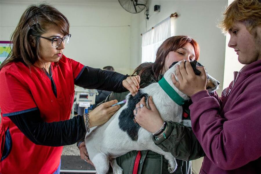 Junín: Arranca la campaña de vacunación contra la rabia