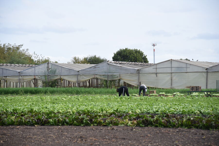 La Plata: Se completó el Relevamiento Florihortícola Platense 2025