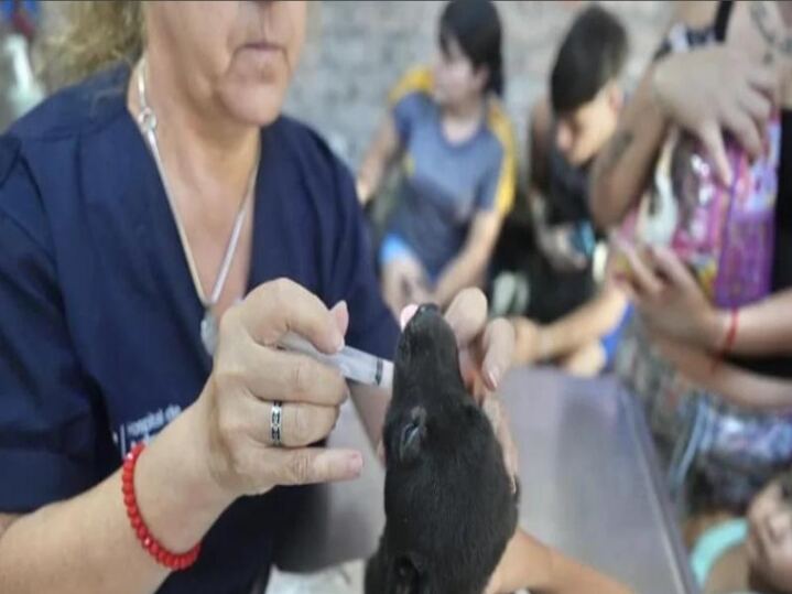 Lomas de Zamora: El Tráiler del Hospital de Mascotas estará en Llavallol