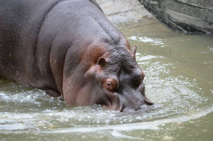 La Plata: Falleció Hipólito, el hipopótamo del Bioparque
