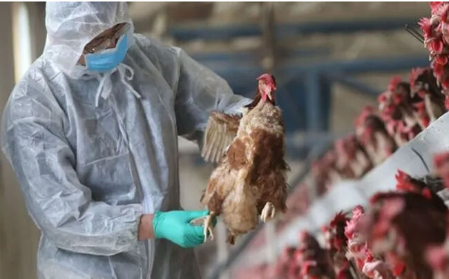 Argentina recupera el estatus de país libre de gripe aviar y busca reactivar sus exportaciones