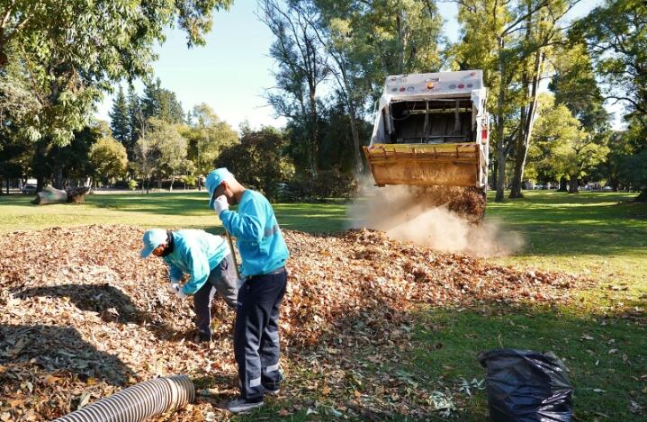 La Plata: La Comuna intensifica la limpieza de hojas y las convierte en abono natural