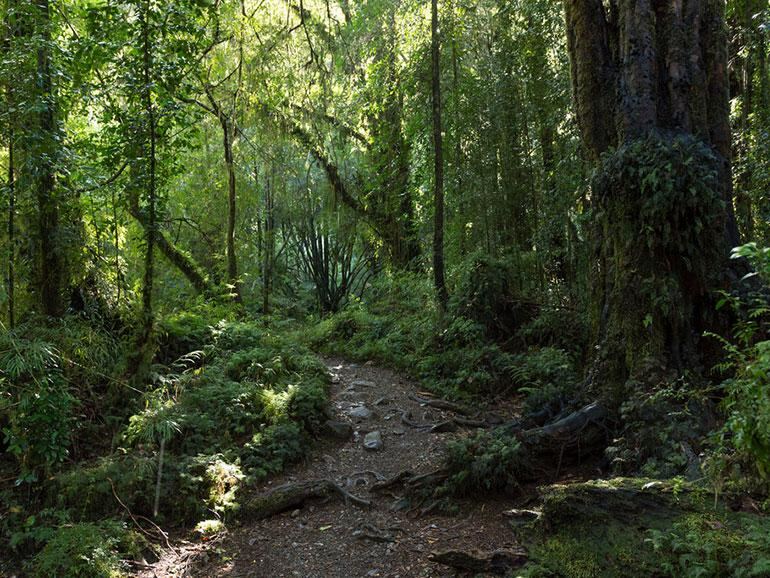 Provincia lanza la Convocatoria 2026 para el financiamiento y conservación de bosques nativos