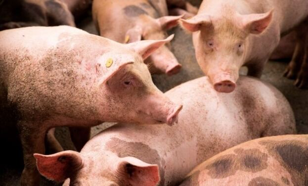 Madariaga: Solicitan evitar el consumo de embutidos sin rotular por casos de triquinosis