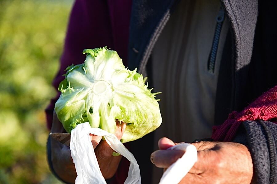 La Plata: Impulsan un evento de promoción y visibilización de la producción hortícola